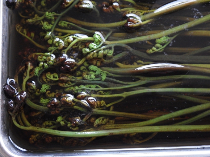 わらびのアクは灰で抜く 蕨の下処理 Organic Recipe オーガニックレシピ