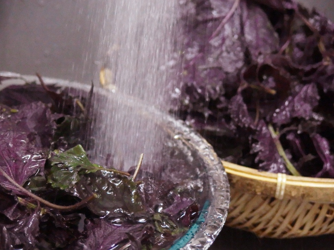 梅仕事 梅干しの作り方 もみ紫蘇の作り方 赤しそ梅干し Organic Recipe オーガニックレシピ